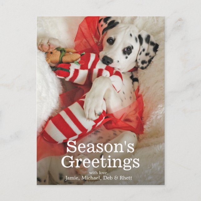 Dalmation puppy with Christmas stocking and holly Holiday Postcard (Front)