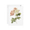 damask rose(Rosa damascena celsiana) by Redouté