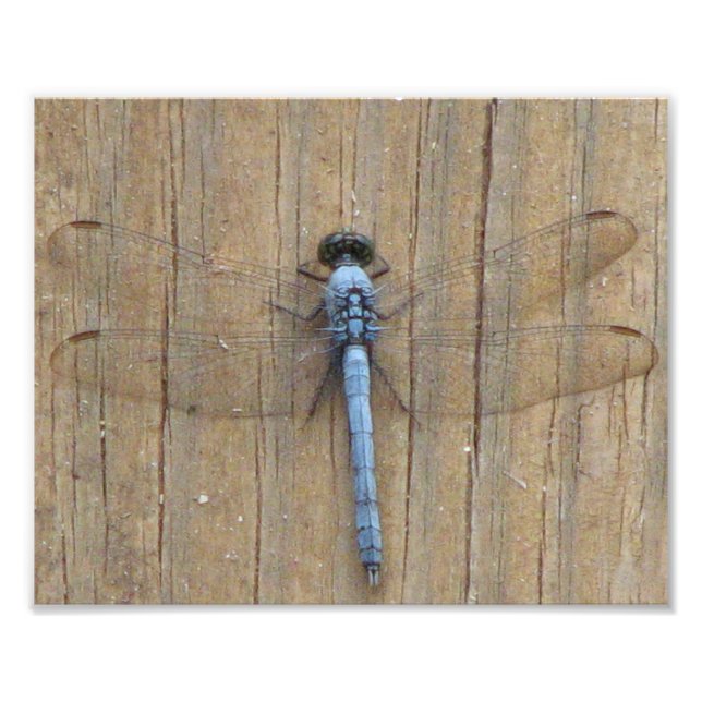 Damesfly Photo Print (Front)