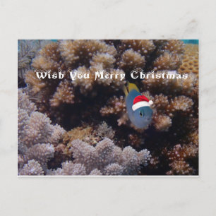 Damselfish Postcard