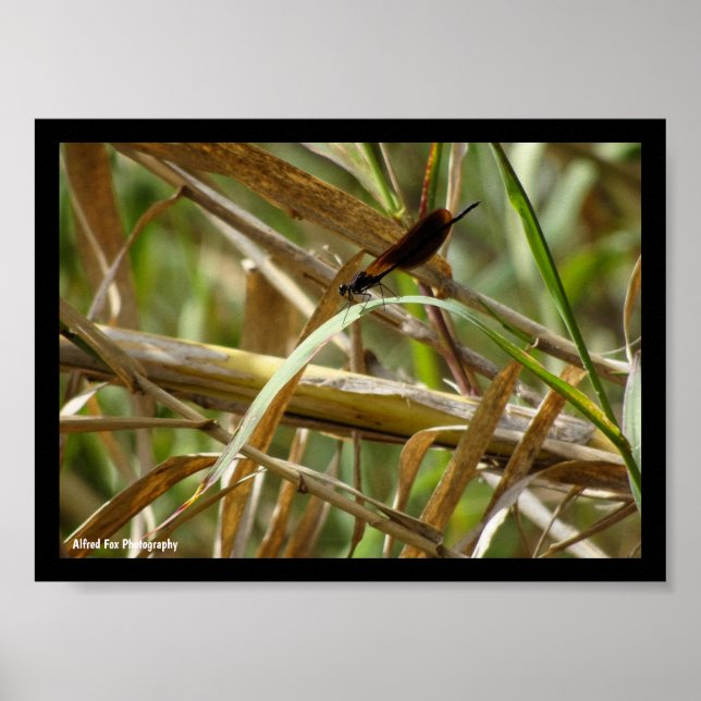 Damselfly Amongst the Bamboo Poster (Front)