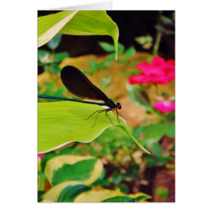 Damselfly and Rose