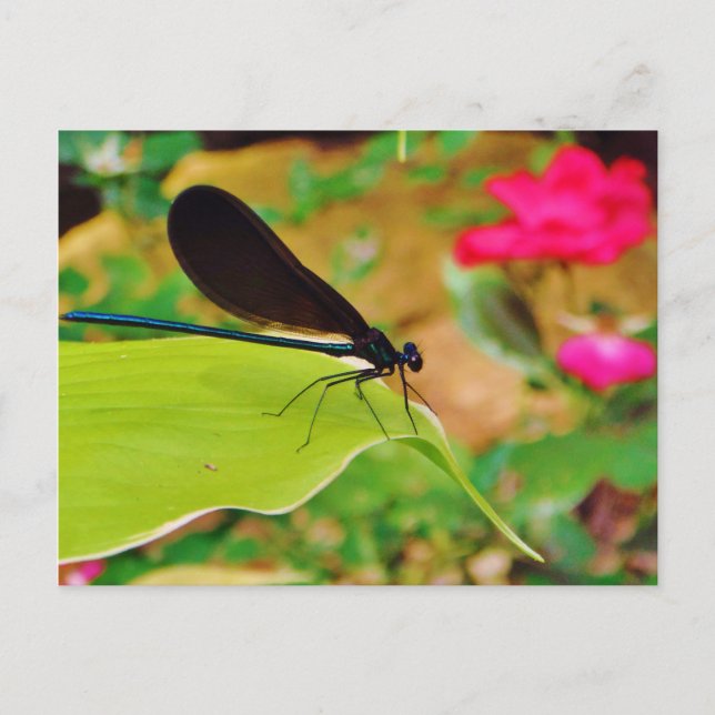 Damselfly and Rose Postcard (Front)