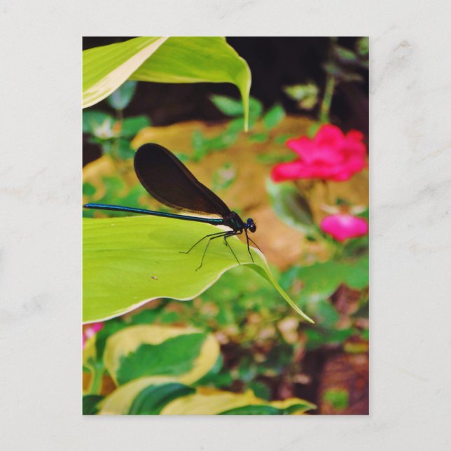 Damselfly and Rose Postcard (Front)