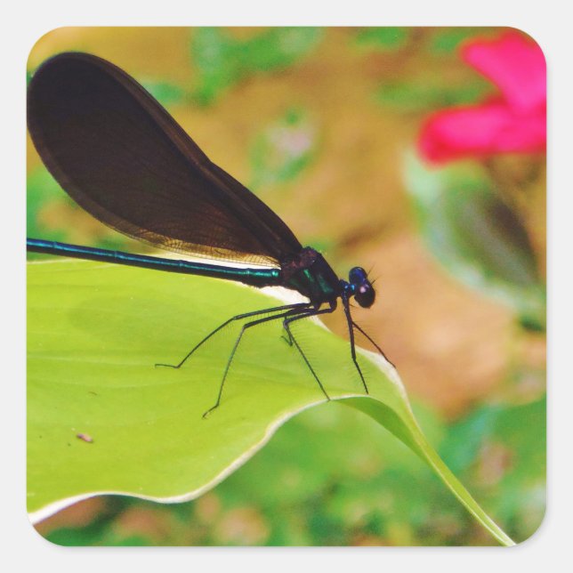 Damselfly and Rose Square Sticker (Front)