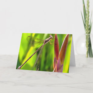 Damselfly Balanced On A Flower Head Card