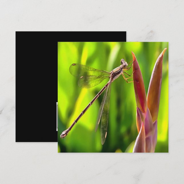 Damselfly Balanced On A Flower Head Invitation (Front/Back)