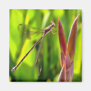 Damselfly Balanced On A Flower Head Magnet