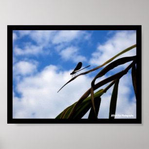 Damselfly in Blue Sky Poster