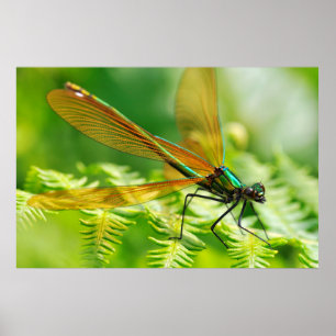 Damselfly on fern poster