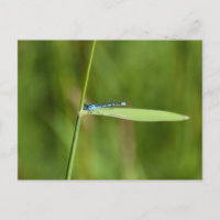 Damselfly