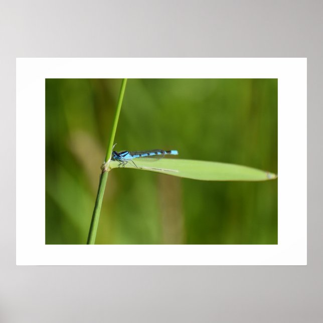 Damselfly  poster (Front)