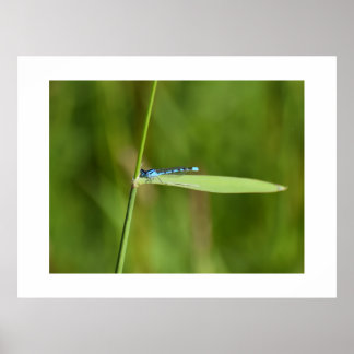 Damselfly poster