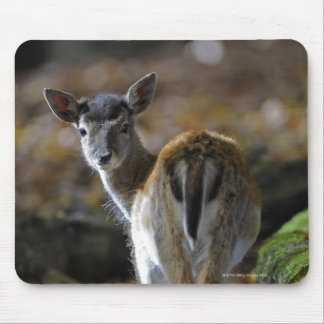 Damwild, Dama dama, fallow deer, Hirschkalb Mouse Pad