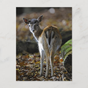 Damwild, Dama dama, fallow deer, Hirschkalb Postcard