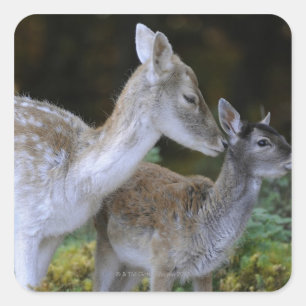Damwild, Dama dama, fallow deer, Hirschkalb Square Sticker