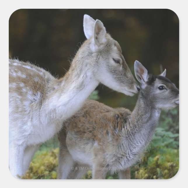 Damwild, Dama dama, fallow deer, Hirschkalb Square Sticker (Front)
