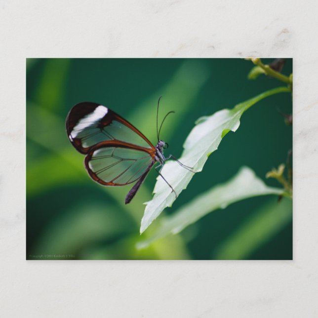 Dana Postcard (Front)