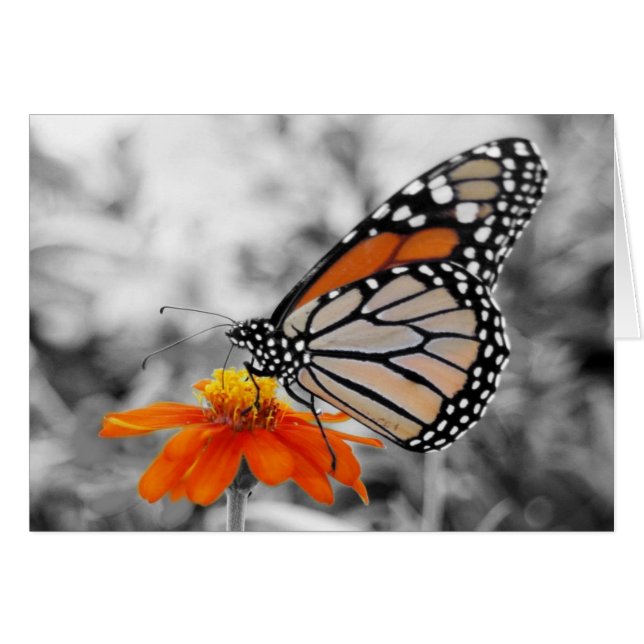Danaus Plexippus I - carte (Devant horizontal)