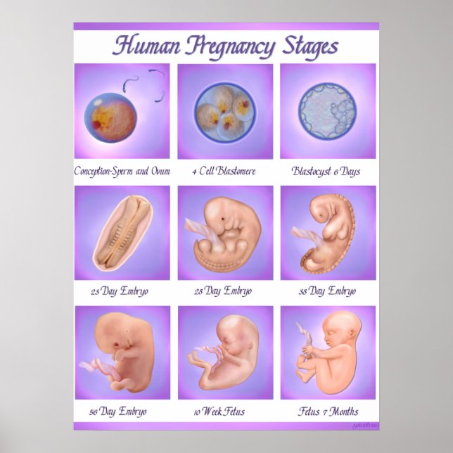 Dance Of Life Pregnancy Art Poster (Front)