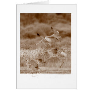 Dance of the Cranes
