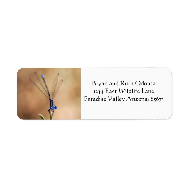 Dance of the damselfly (Front)