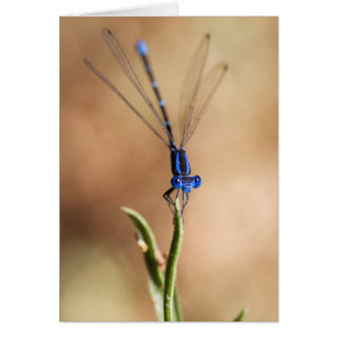 Dance of the Damselfly