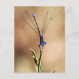 Dance of the damselfly postcard