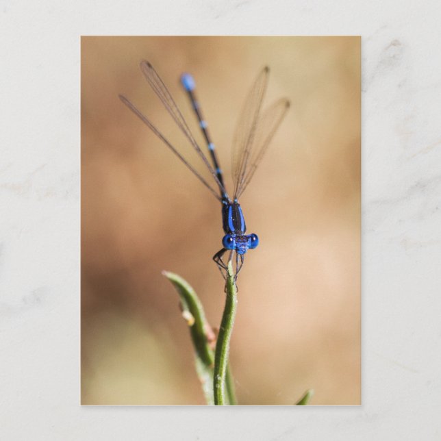 Dance of the damselfly postcard (Front)