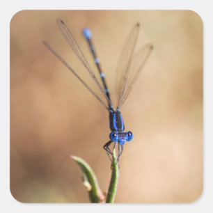 Dance of the damselfly square sticker