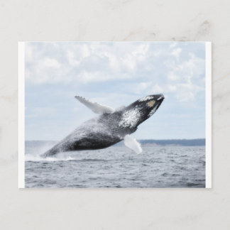 Dances with whales 8 postcard