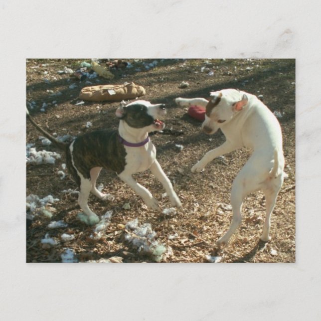 dancin days postcard (Front)