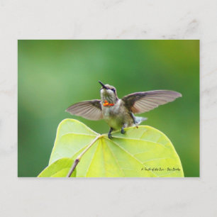 Dancing and Humming! Postcard