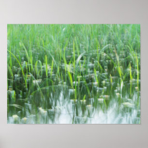 Dancing Grasses Poster