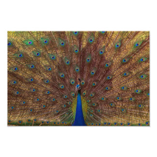Dancing Peacock (Landscape) Photo Print