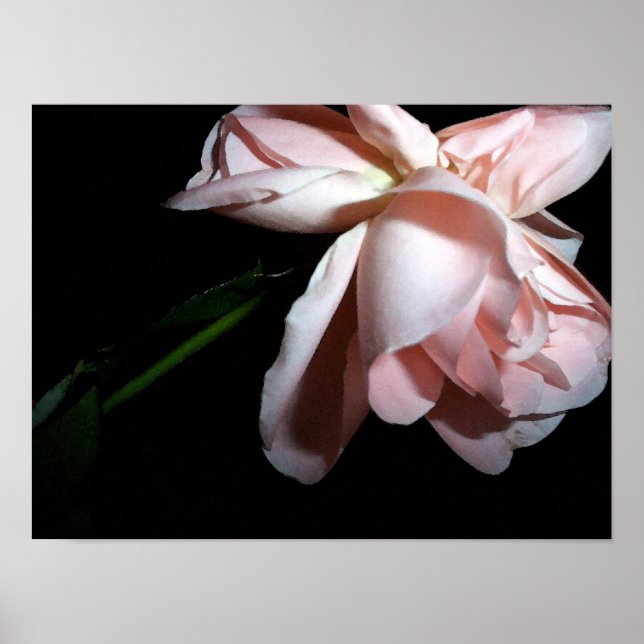 Dancing Rose 16x12 Poster (Front)