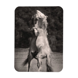 Dancing Stallions Magnet