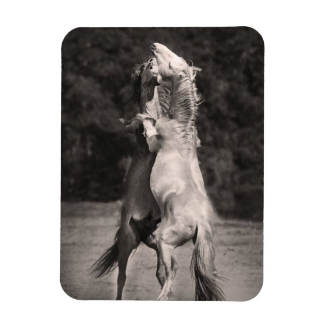 Dancing Stallions Magnet (Vertical)