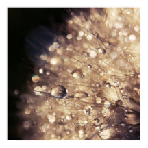 Dandalion Seeds with Drops in Golden Light