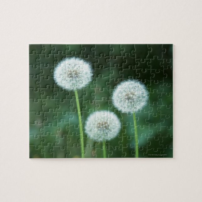 Dandelion 2 jigsaw puzzle (Horizontal)