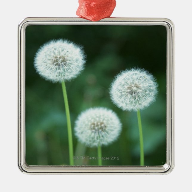 Dandelion 2 metal ornament (Front)