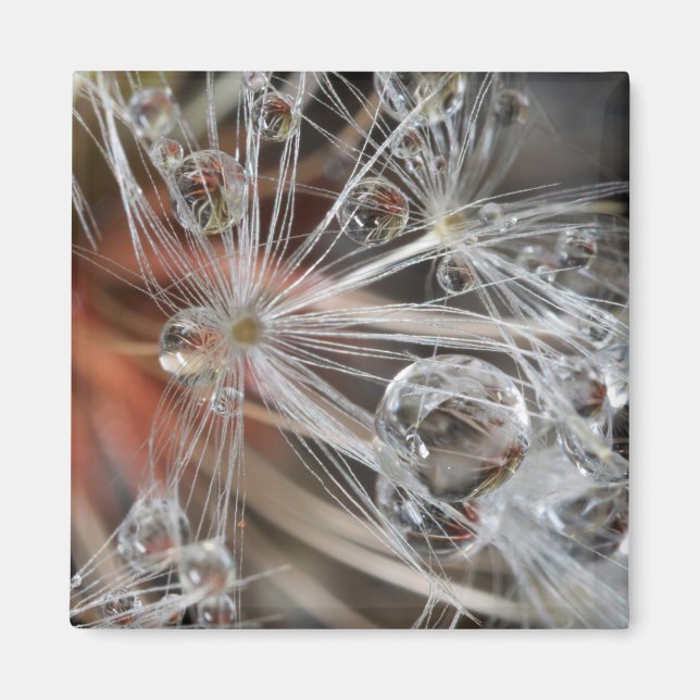 Dandelion Abstract Magnet (Front)
