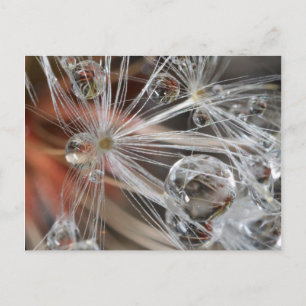 Dandelion Abstract Postcard