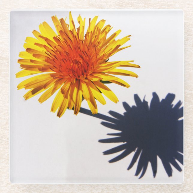 Dandelion and Shadow coastercnm Glass Coaster (Front)