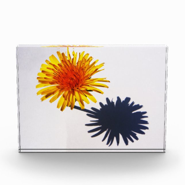Dandelion and Shadow pbcnm Photo Block (Front)
