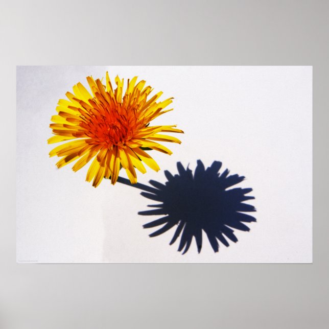 Dandelion and Shadow wapcnm Poster (Front)