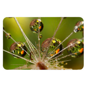 Dandelion And Water Droplets Magnet