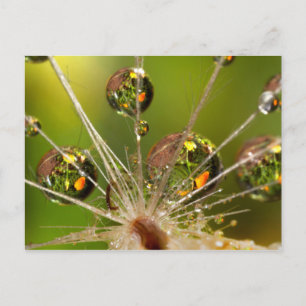 Dandelion And Water Droplets Postcard