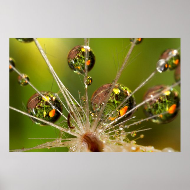 Dandelion And Water Droplets Poster (Front)
