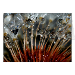Dandelion and water drops, CA